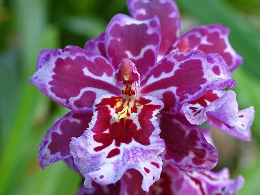 Орхидея Камбрия. Орхидея Cambria. Орхидея Камбрия фото. Орхидея Флоренция. Орхидея камбрия уход