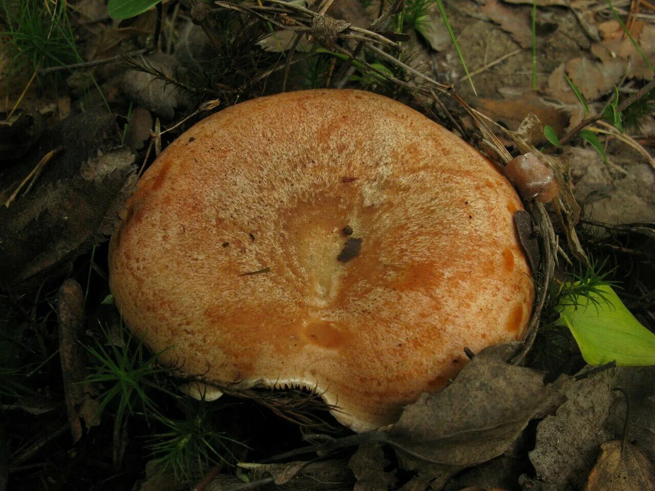 Рыжик Сосновый/Боровой (Lactarius deliciosus);. Рыжики пластинчатые грибы. Королевский Рыжик. Царский гриб Рыжик.