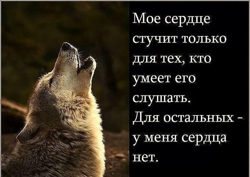 Я стучу в сердце каждого. Статусы про одиноких Волков. Цитаты волка. Волчья жизнь цитаты. Волчица цитаты.