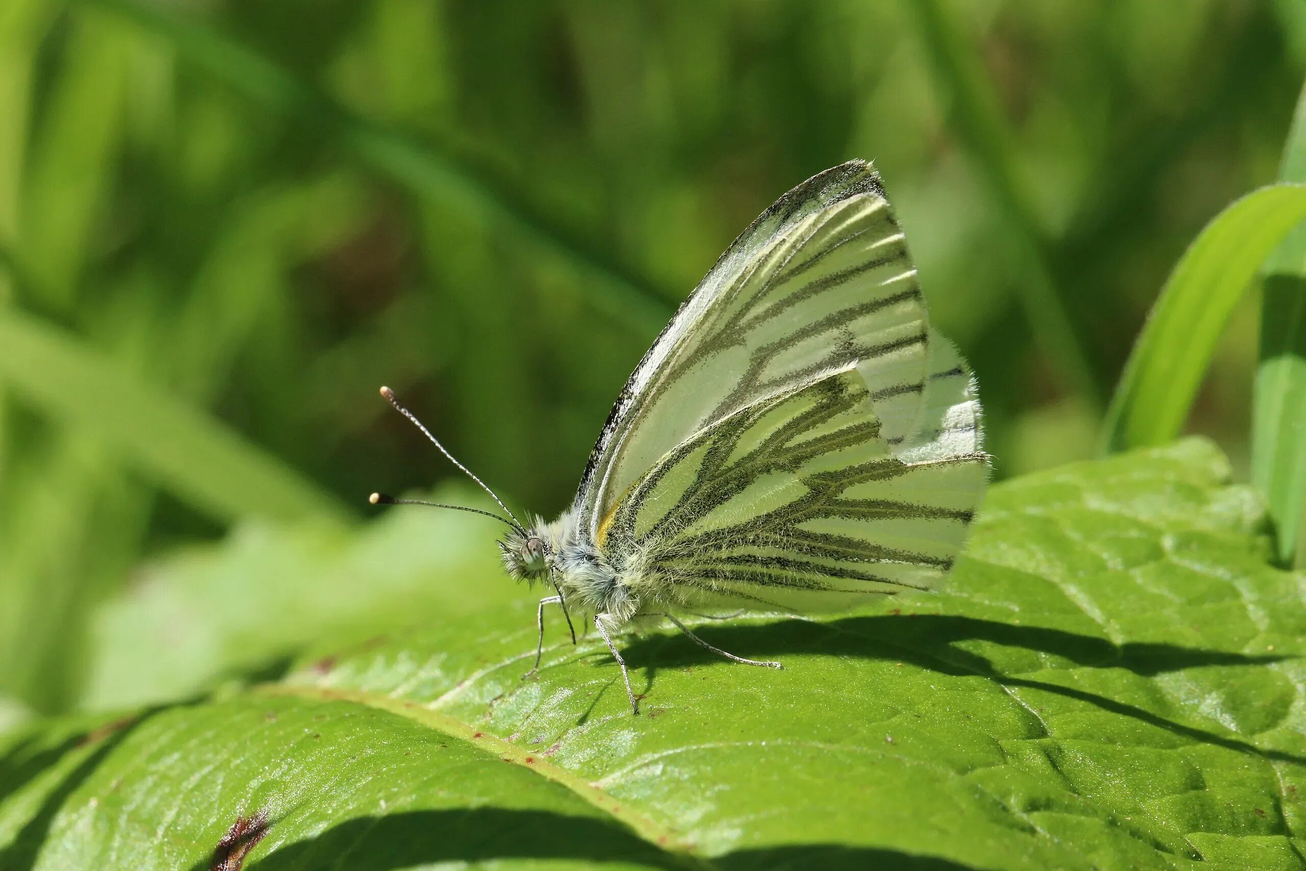 Репница бабочка. Бабочка Репная Белянка. Pieris Epicharis. Тайская Белянка.