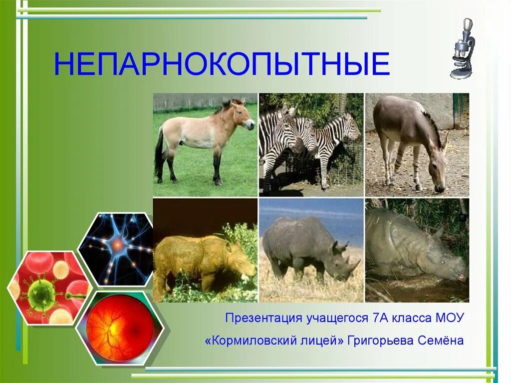 Отряд непарнокопытные особенности строения. Непарнокопытные презентация. парнокопытные и непарнокопытные животные. общая характеристика непарнокопытных. отряд непарнокопытные общая характеристика.