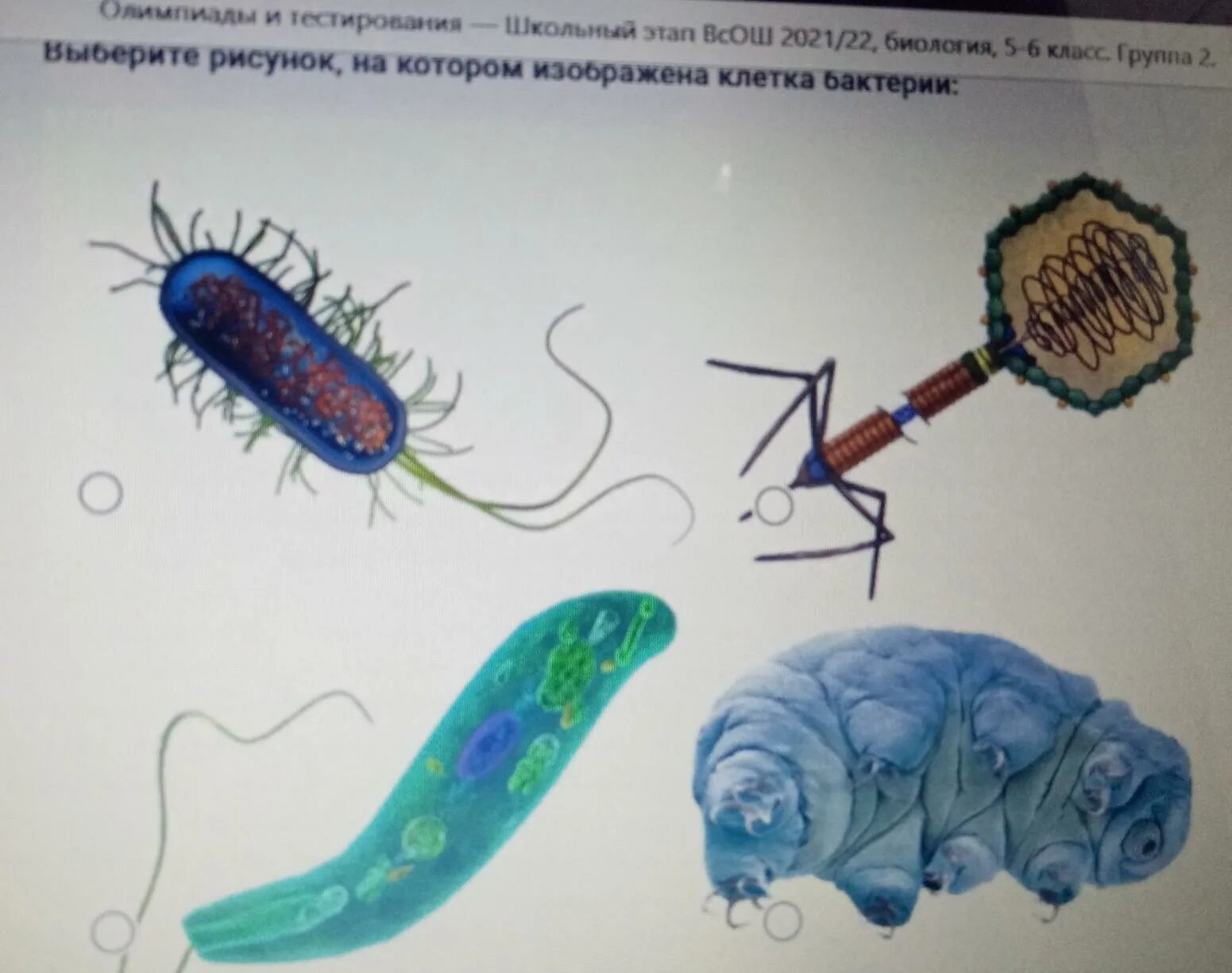 На каком рисунке изображена клетка бактерий. Клетка бактерии. Клетка бактерии рисунок. Бактерии изображенные на рисунке. Выберите картинку, на которой изображена клетка бактерии.