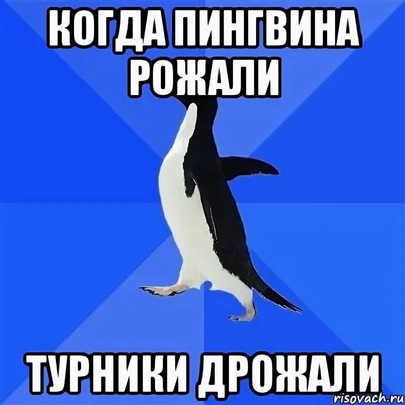 Пока не пнешь не полетит. Пингвин птица гордая. Неуклюжий Пингвин. Пока Пингвин. Еж птица гордая.