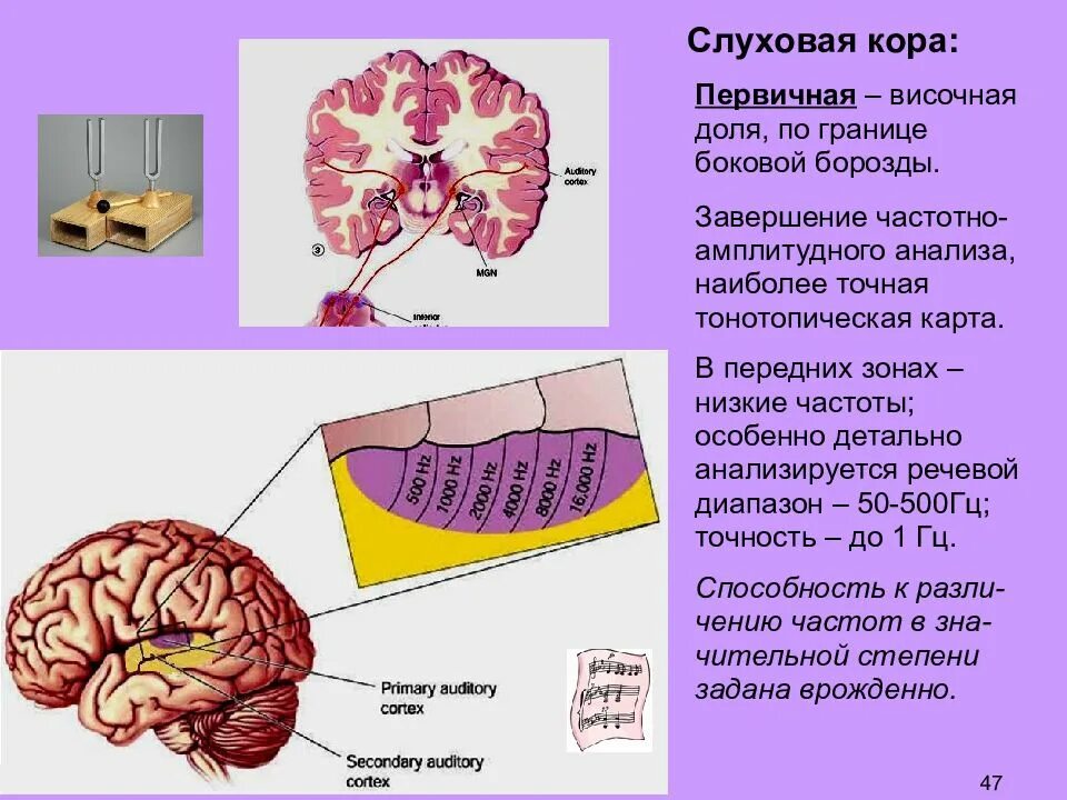 Слуховой анализатор в коре головного мозга. Слуховая зона коры функции. Первичные зоны височной коры. Первичный слуховой центр.