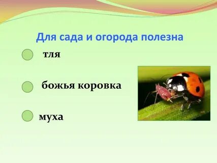 Божья коровка и тля тип взаимоотношений
