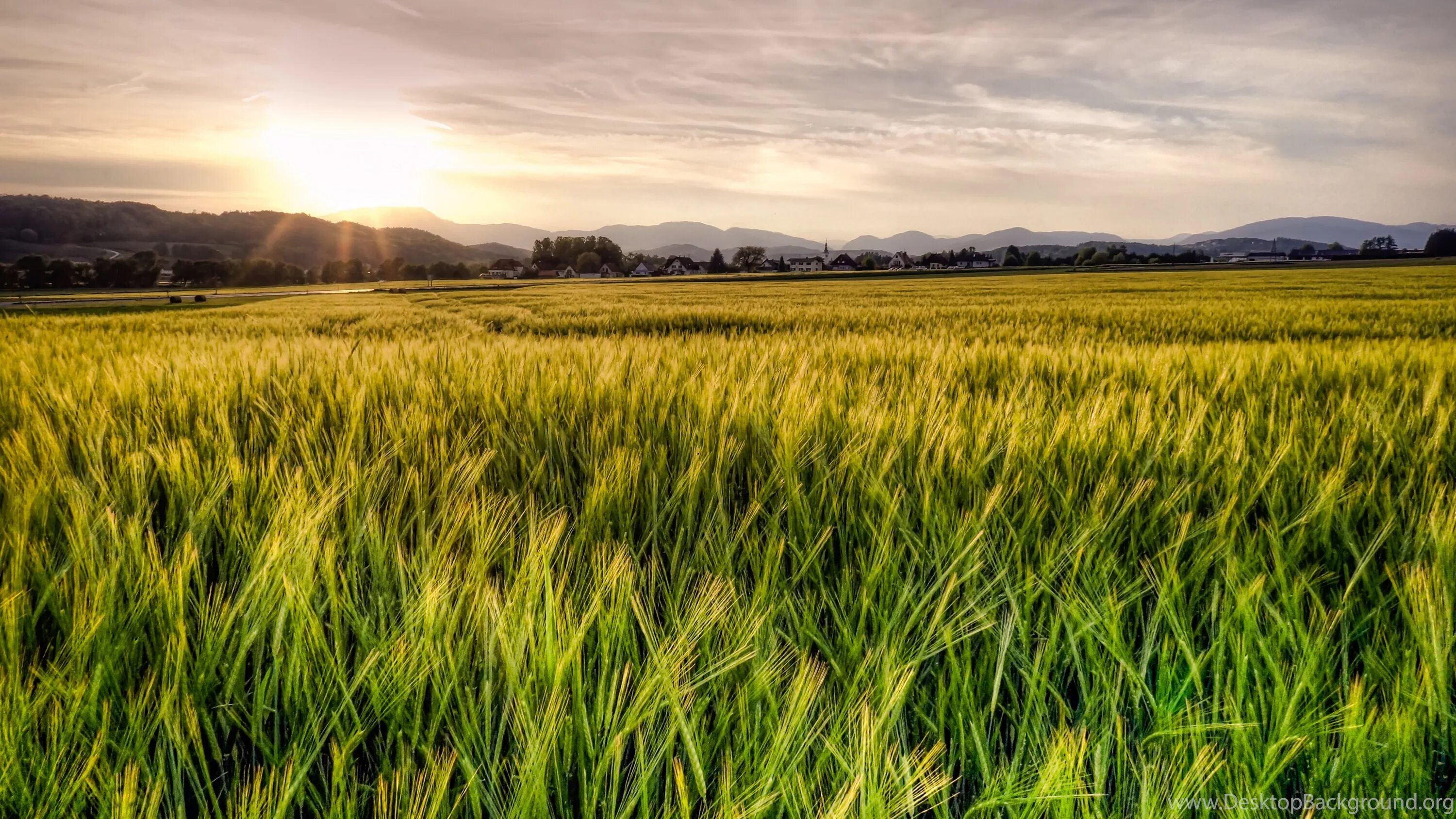 Wheat field