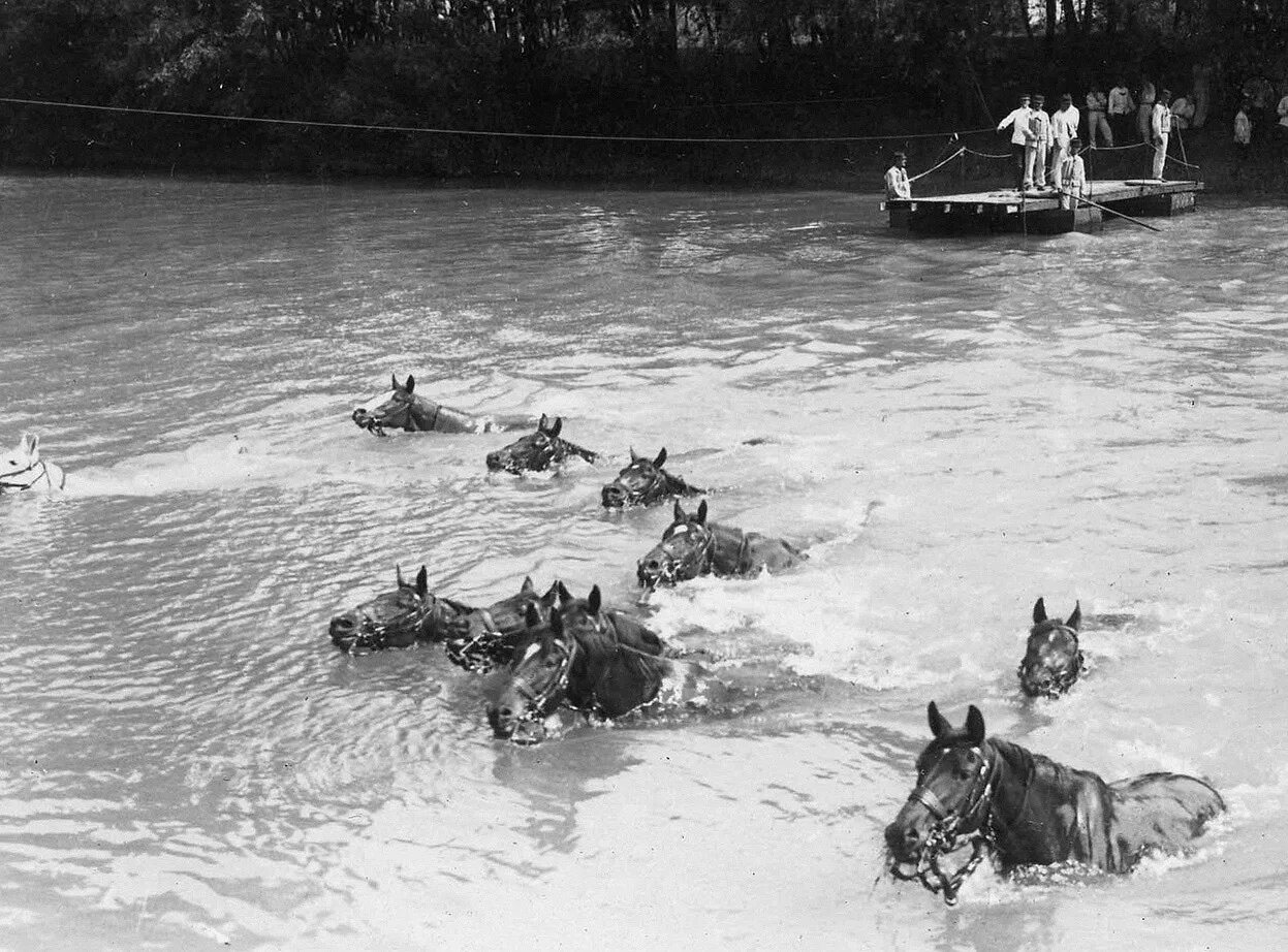 Лошади во время войны. Лошади на войне. Переправа лошадей через реку.