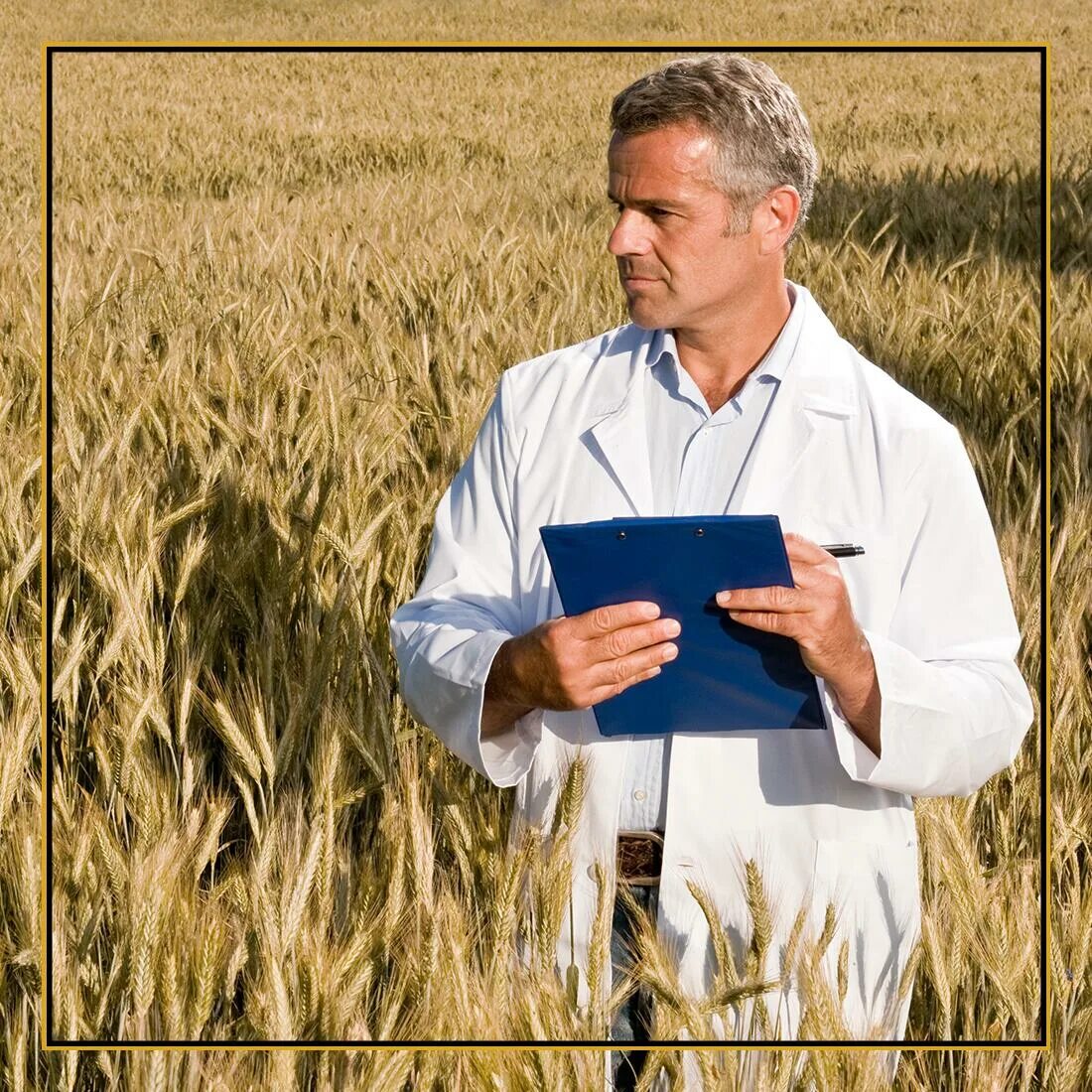 Работы в поле управление. Работы в поле управление. Работы в поле управление. Агроном в поле. Пшеничное поле человек.