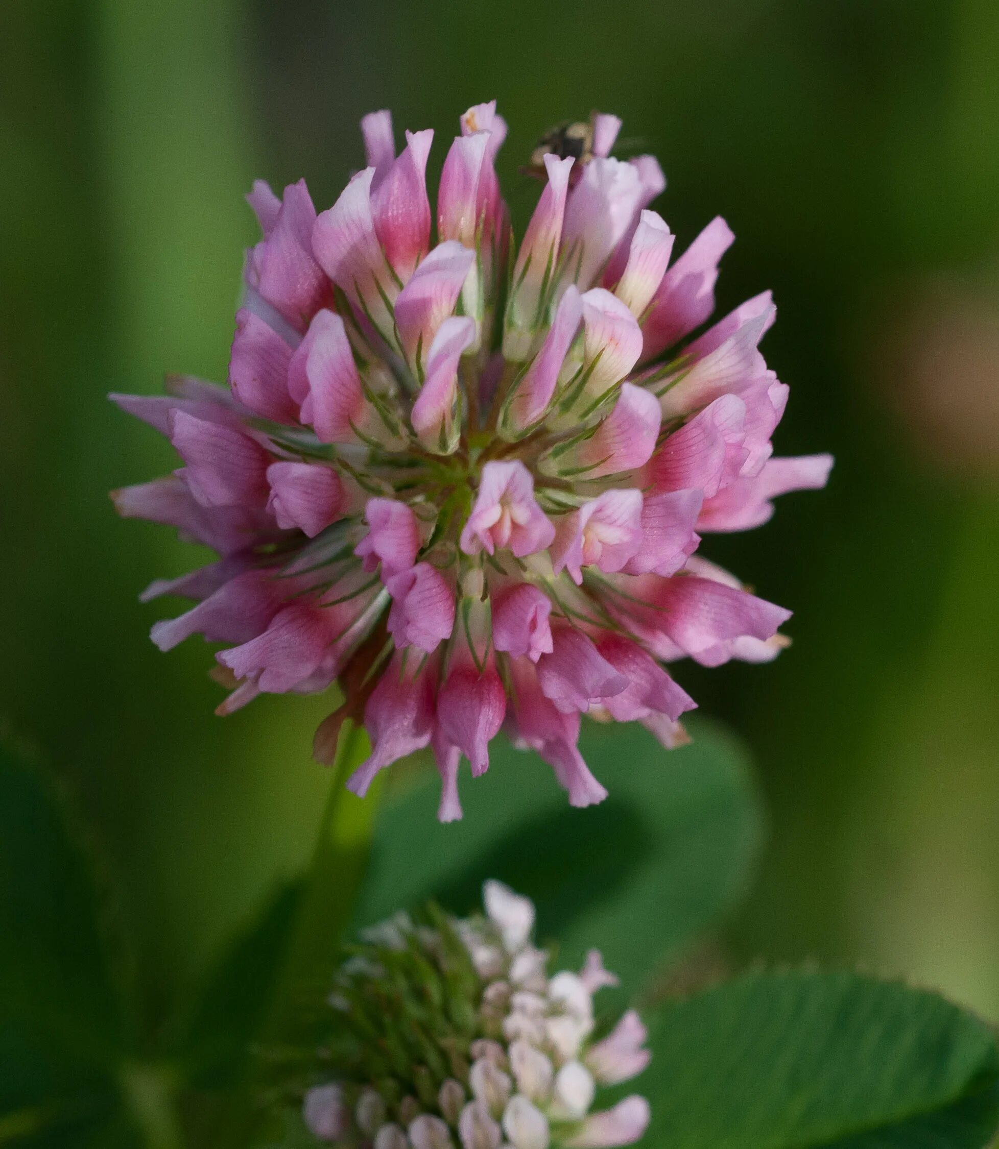 Гибридный латынь. Клевер гибридный (Trifolium hybridum). Клевер розовый Trifolium hybridum. Клевер гибридный (Клевер розовый). Клевер гибридный соцветие.