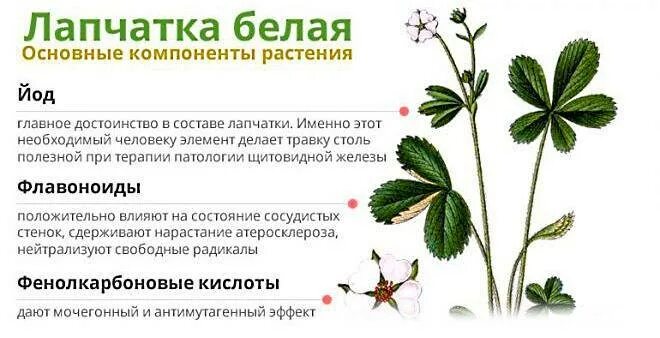 Лапчатка как пить. Лапчатка белая пятипал. лечебная лапчатка белая. лапчатка белая травянистая. лапчатка бедренцевидная.
