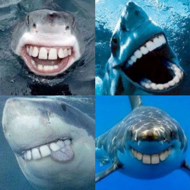 Включи акулы едят. Akula s zubami.