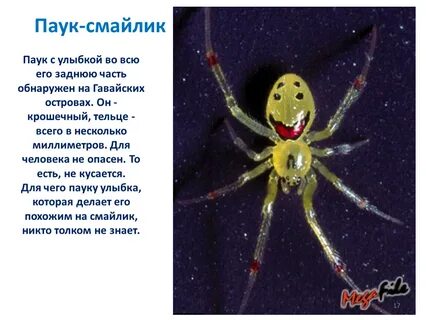 Паук текст