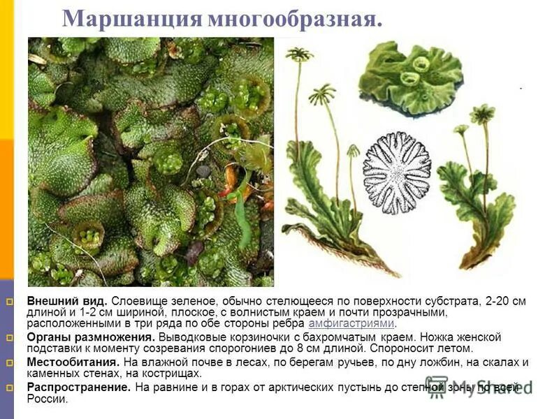 Ризоиды маршанции. Маршанция обыкновенная. Маршанция какой отдел. Печеночный мох маршанция. Маршанция.