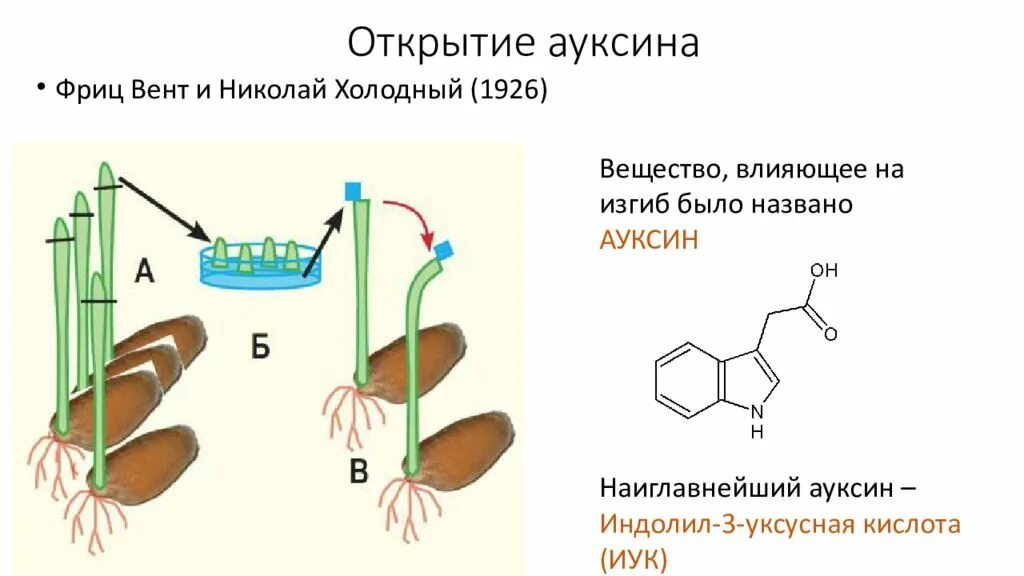 Гормон ауксин у растений. Фитогормон ауксин. Гормоны роста растений ауксин. Ауксины и Гиббереллины. Влияние фитогормонов на рост