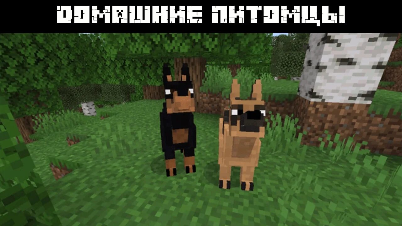 Майнкрафт мод животные собаки. Мод на животных. мод на зверей в майнкрафте. мод на собак в майнкрафт пе. собака майнкрафт.
