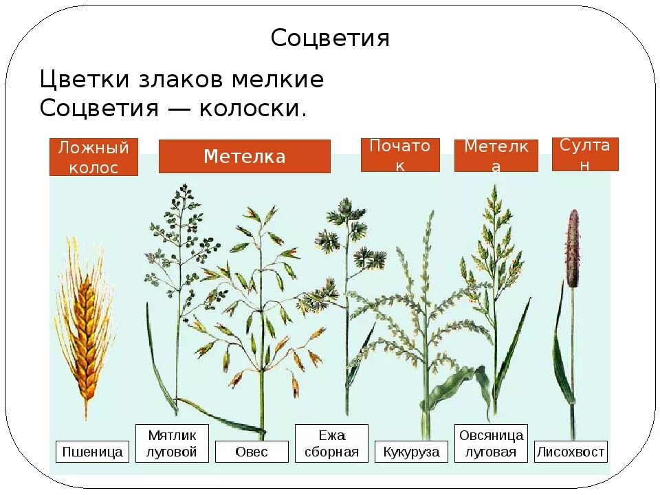 Семейство злаковые соцветие. Типы соцветий семейства злаковые. Злаковые Мятликовые строение. Соцветия злаковых растений.