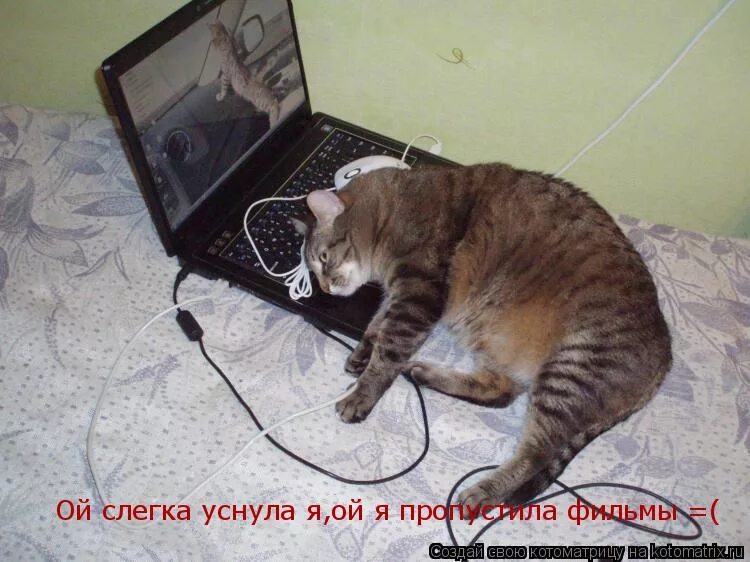 Включи выключи котов. Кот в интернете. Сидишь в интернете прикольные картинки. Я сижу в интернете. Опять в интернете сидишь.
