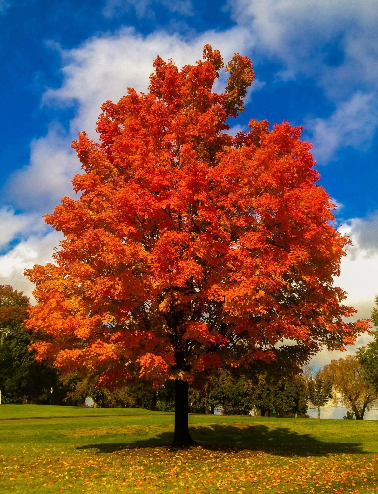 Картинки деревьев осенью. Клен канадский остролистный. Клен канадский сахарный. Клен красный Сканлон. Клен канадский дерево.