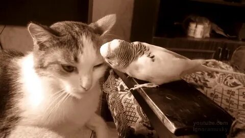 2 кота и 1 попугай