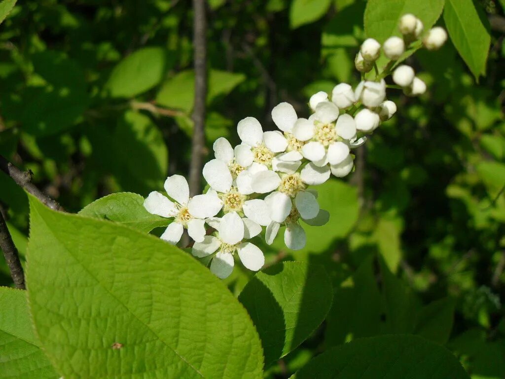 черемуха обыкновенная (prunus padus). черемуха обыкновенная латынь. черёмуха обыкновенная москва дерево. черемуха обыкновенная кистевая. черемуха обыкновенная латынь.