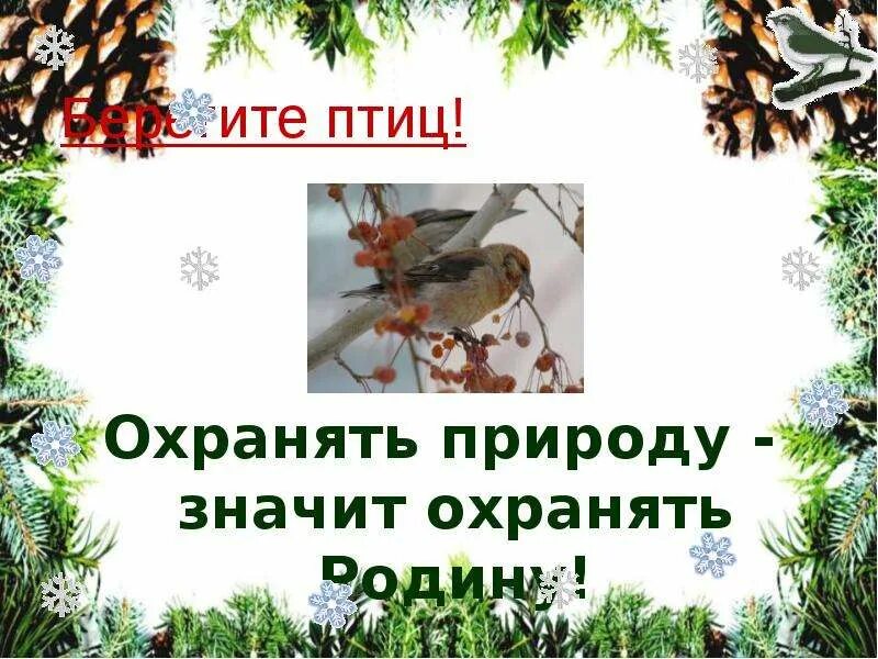 Обучающее изложение клесты 3 класс. Берегите птиц. «береги и охраняй птиц!». клесты изложение 3 класс презентация. берегите птиц сообщение.