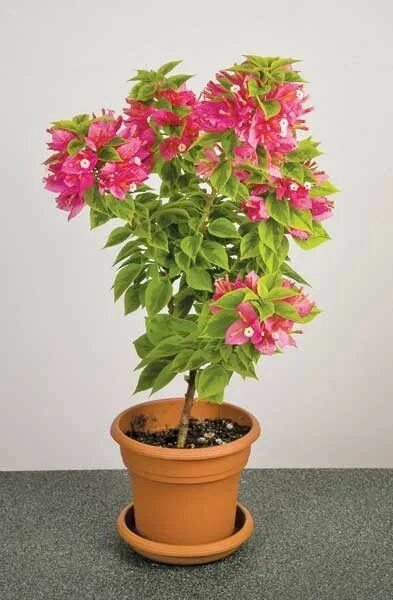 Бугенвиллея декоративные растения фото Free photo: Bougainvillea Ornament, Green, Leaf Free Download Jooinn