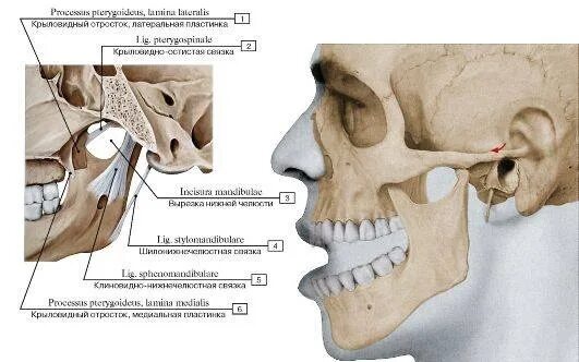 Соединение нижнечелюстной и височной кости. ВНЧС анатомия кости. Связки ВНЧС анатомия. Клиническая анатомия ВНЧ. Мышцы височно-нижнечелюстного сустава анатомия.