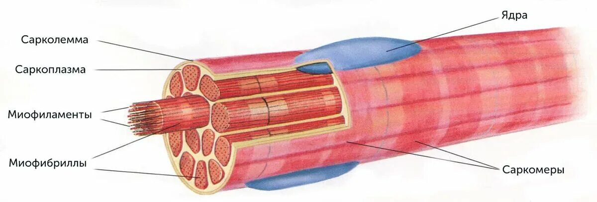 Мышечное волокно это. Строение мышечного волокна сарколемма. Саркоплазма мышечного волокна. Строение миофибриллы мышечного волокна. Строение мышцы саркоплазма.