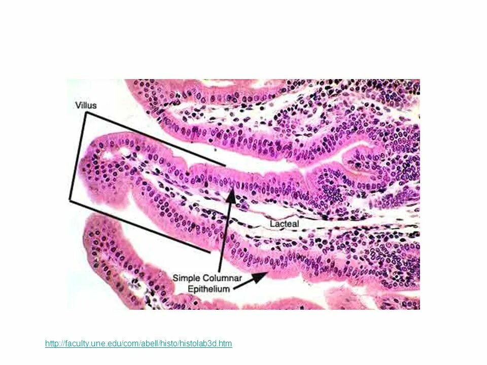 Слизистые клетки секрет. Эпителий тонкого кишечника гистология. Эпителий толстой кишки гистология. Эпителий кишечника гистология. Эпителий тонкой кишки гистология.