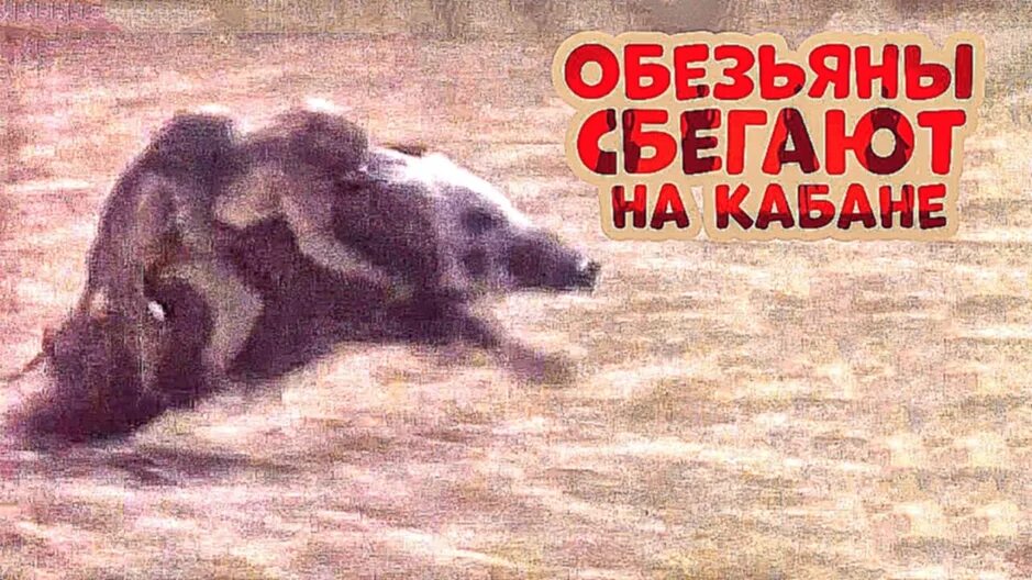 Обезьяны на кабане видео. Обезьяна на кабане. две обезьяны на кабане. обезьяна катается на кабане. две макаки на кабане.
