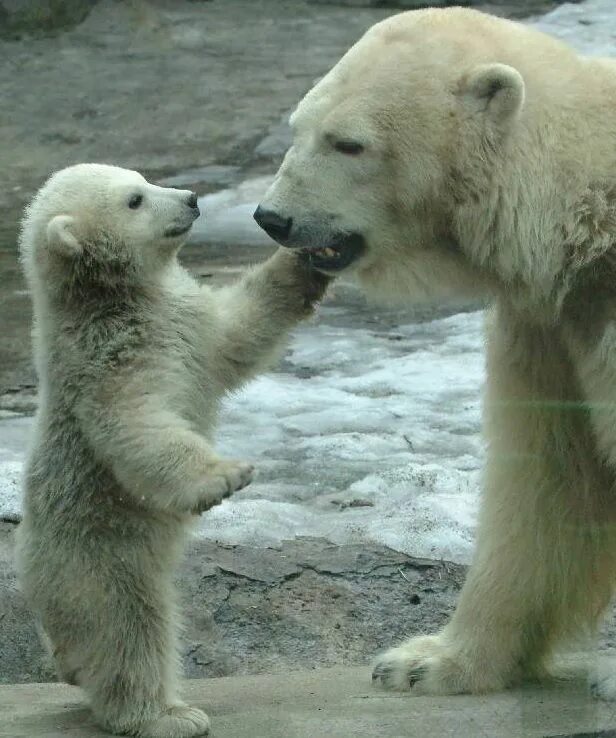 милые медвежата. медвежонок. маленькие медвежата очень забавны. очень маленький медвежонок. милый медвежонок.