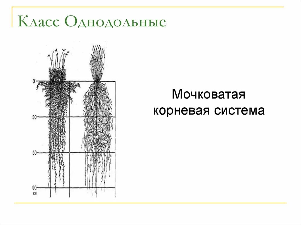 У двудольных растений мочковатая корневая система. Класс Однодольные мочковатая корневая система. Мочковатая корневая система у однодольных. Стержневая система у однодольных. Мочковатая корневая система у двудольных.