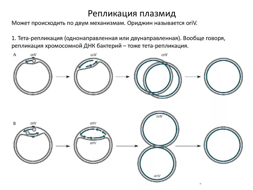 Кольцевая днк плазмиды. Тета механизм репликации плазмид. Сигма Тип репликации плазмид. Плазмида ДНК. Тета Тип репликации.