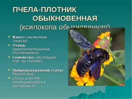 Пчела плотник описание