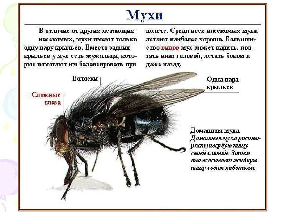 Муха огэ. Описание мухи. Виды комнатных мух. Муха (насекомое) строение. Муха домашняя строение.