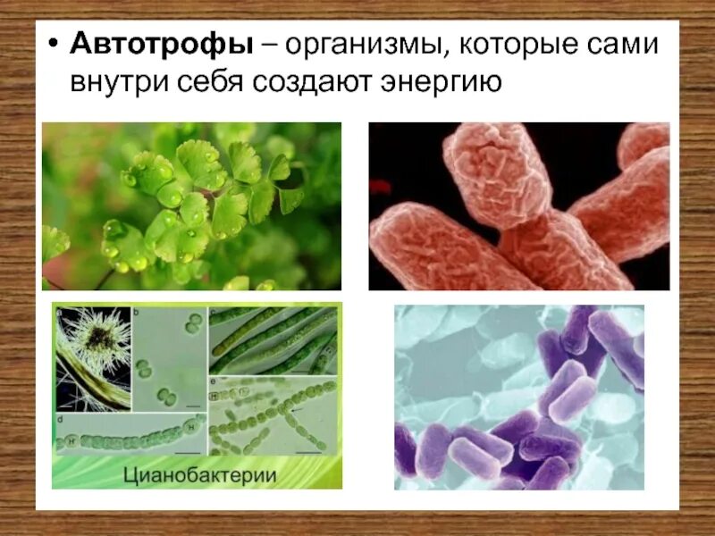 Появление автотрофных организмов. Автотрофные организмы. Организмы автотрофы. Микроорганизмы автотрофы. Бактерии автотрофы.