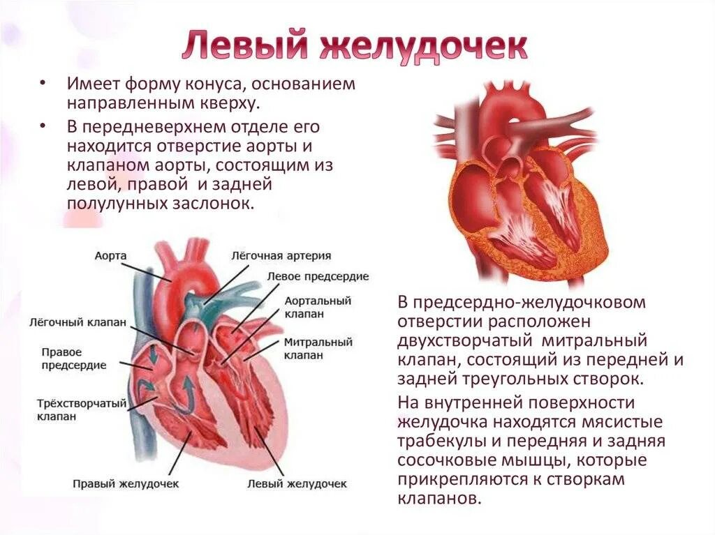 Какая кровь в левом желудочке сердца. Желудочки сердца строение и функции. Строение желудочков сердца. Сердечный желудочек строение. Функция сердечного желудочка.