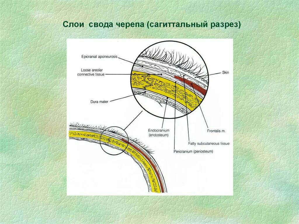 Слои свода. Слои свода черепа схема. Ткани свода черепа послойно. Кости свода черепа строение. Строение костей свода черепа.