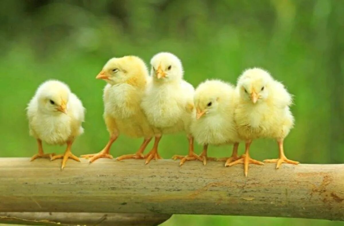 Цыплят по осени считают объяснение. Цыпленок. Цыпленок в траве. Цыплята на травке. Цыпленок и утенок.