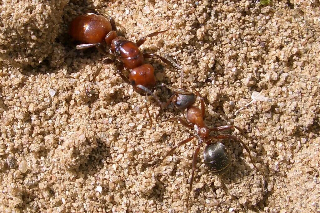 Муравьиный вид. Polyergus rufescens. Муравьи амазонки матка. Кроваво-красный муравей-рабовладелец (Formica sanguinea). Муравьи рабовладельцы.