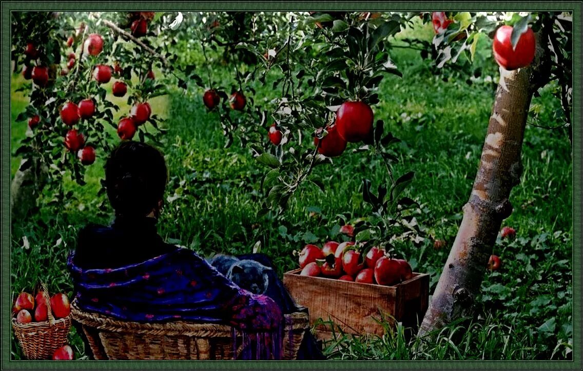 Стихотворение ночь упаданья яблок. Яблони августовские в саду. Падающее яблоко. Падающие яблоки в саду.