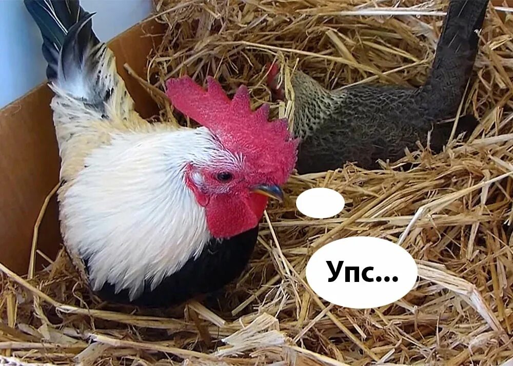 Петух несется почему. Петух несется почему
