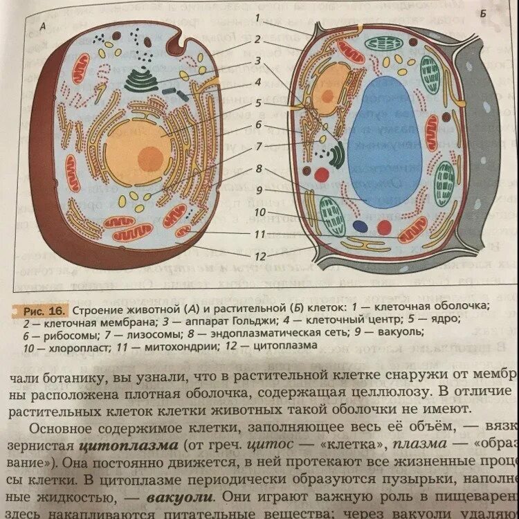 Растительная живая клетка рисунок. Схема строения животной и растительной клетки. Строение растительной и животной клетки. Строение живой и растительной клетки. Строение растительной и животной клетки 9 класс биология.