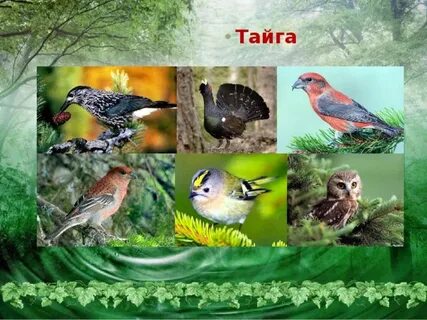 Какие птицы водятся в таежных лесах