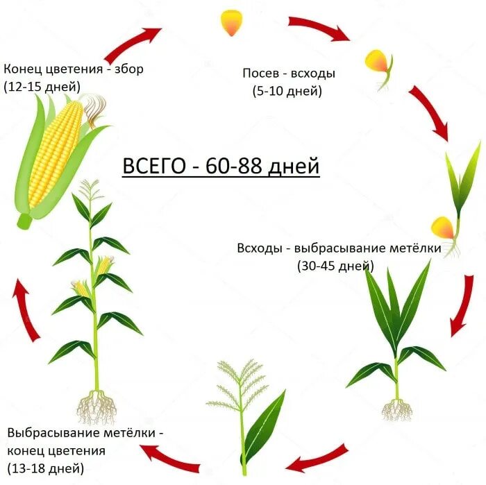 Пузырчатая головня кукурузы. Кукуруза ксс. Сколько раз плодоносит кукуруза. Кукуруза спирит f1. Сколько раз плодоносит кукуруза.