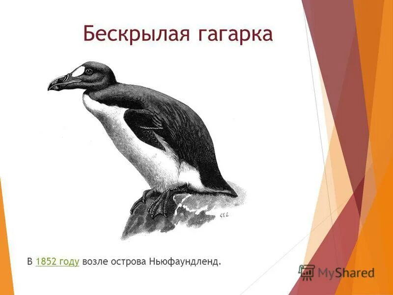 Д гагарка. Бескрылая гагарка таксон. Гагарка белоярский район свердловская область. Гагарка. Деревня гагарка свердловская область на карте.