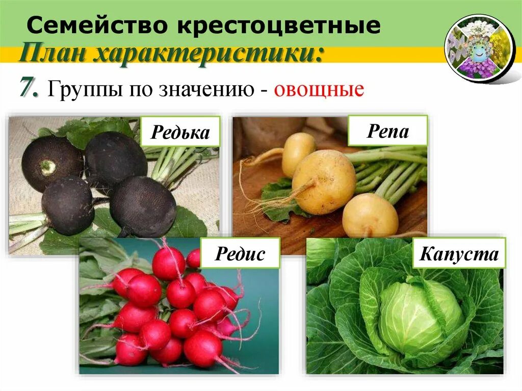 хлебная полосатая блошка. овощные растения семейства пасленовых. крестоцветная блошка светлоногая. баклажан крестоцветный. класс двудольных.