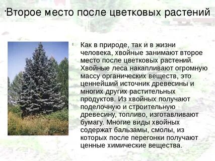 Роль хвойных растений в жизни человека