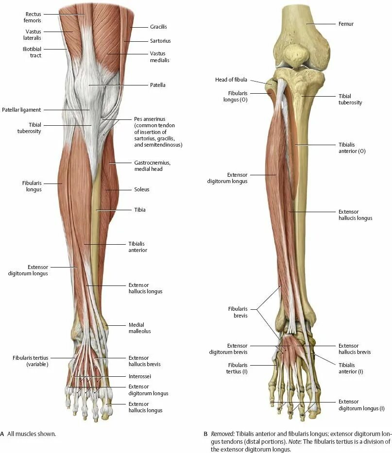 Строение ноги до колена. Кости и мышцы голени анатомия. Нога анатомия строение кости. Голень человека анатомия кости мышцы. Строение голени и стопы анатомия.