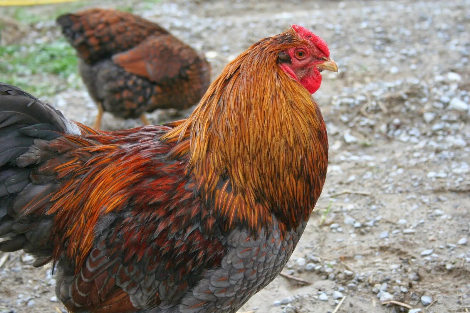 Гибискус bantam rooster. Петух коралл. Петух ломан браун. Амераукана лаванда куры. Мильфлер порода.